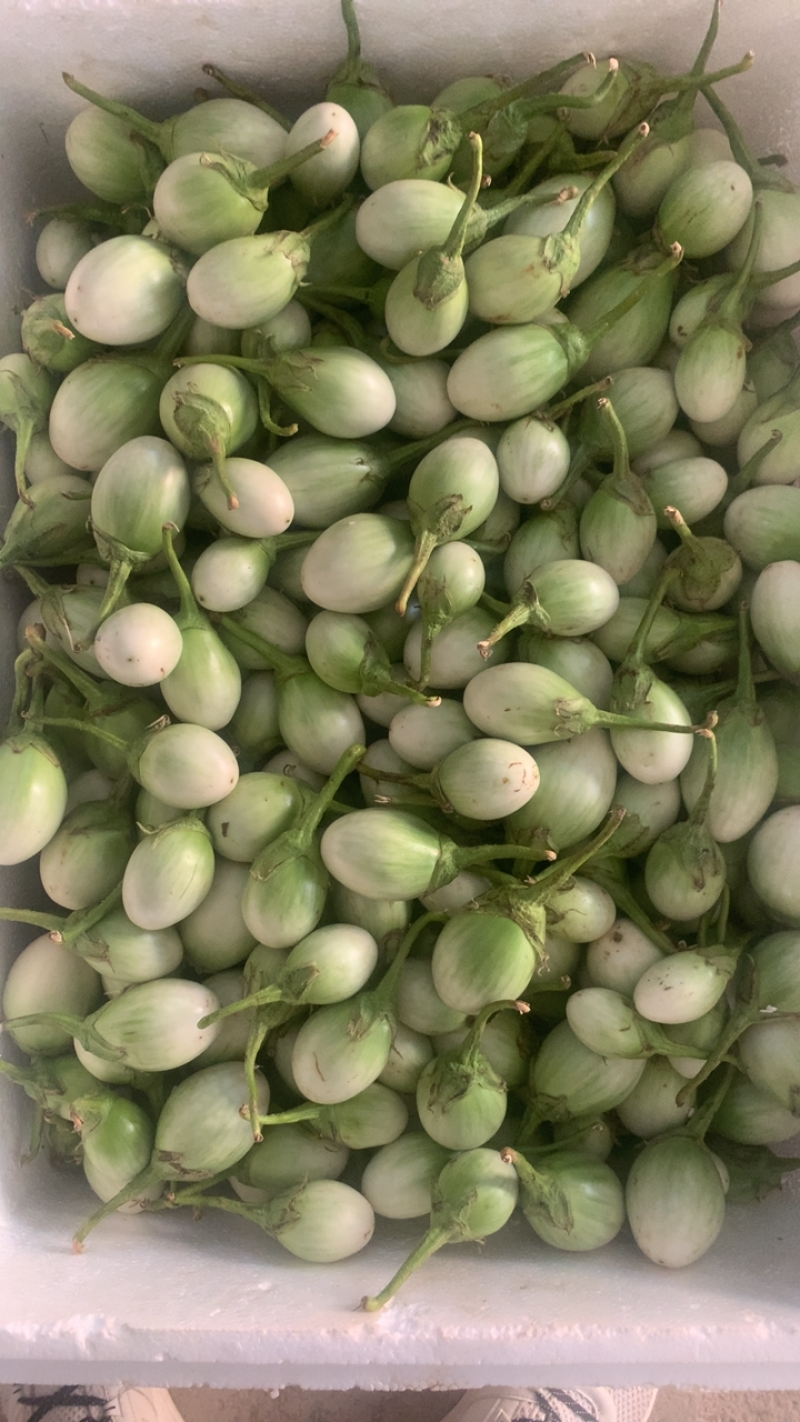 泰国元茄咖喱茄子小茄子冬阴功茄