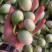 泰国元茄咖喱茄子小茄子冬阴功茄