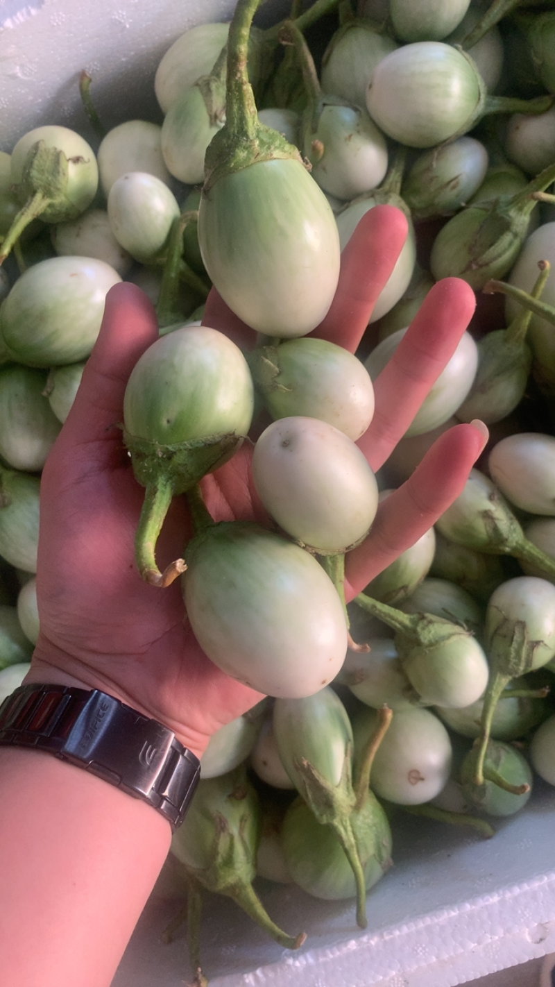 泰国元茄咖喱茄子小茄子冬阴功茄
