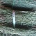 麦黄草，泪草，野生，干品，长期有货，保证质量，，，，。，
