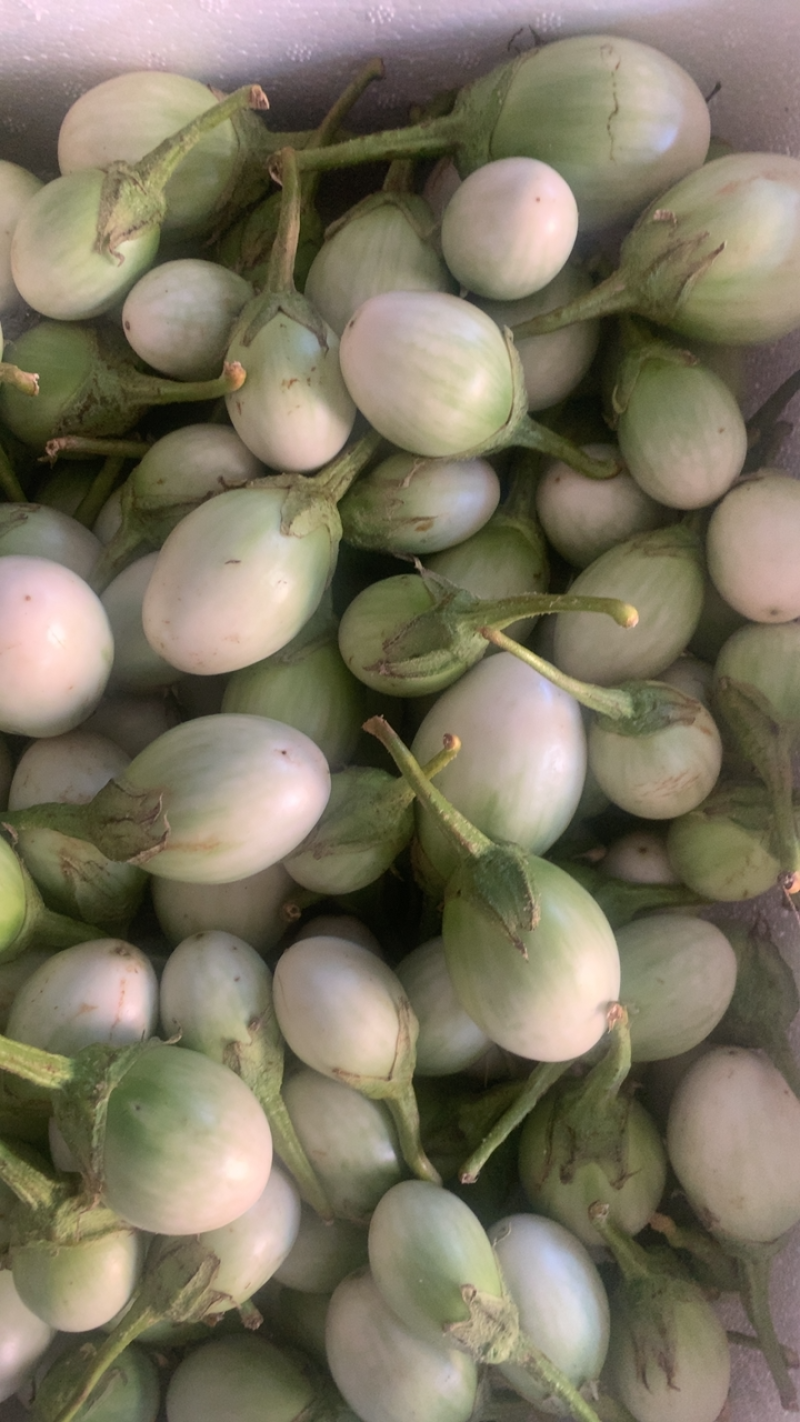 泰国元茄咖喱茄子小茄子冬阴功茄