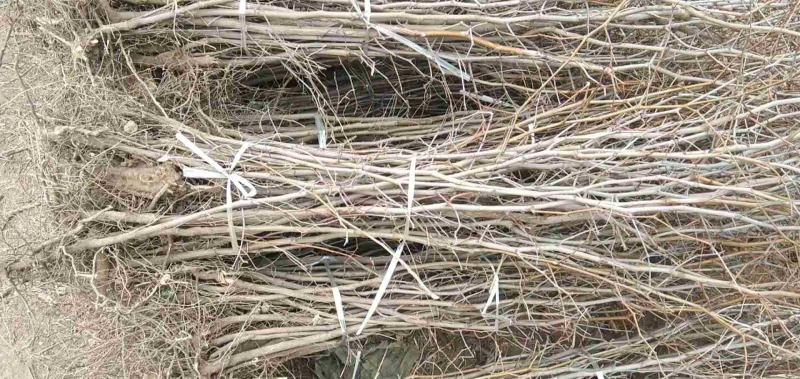 大量供应各种规格枣树苗，占地枣树需用的老板欢迎下单