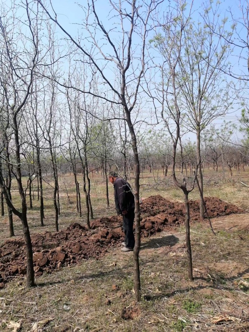 大量供应各种规格枣树苗，占地枣树需用的老板欢迎下单