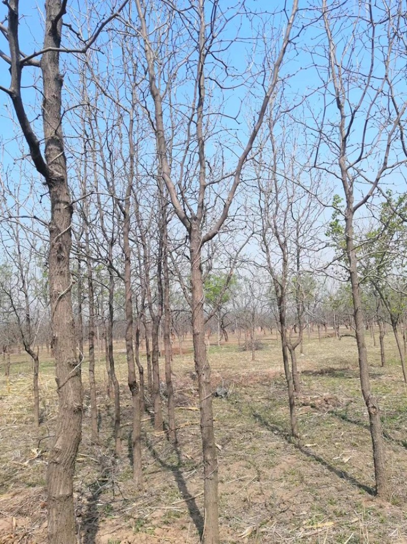 大量供应各种规格枣树苗，占地枣树需用的老板欢迎下单