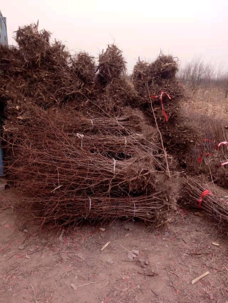 大量供应各种规格枣树苗，占地枣树需用的老板欢迎下单
