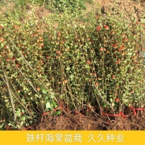 铁杆海棠苗盆栽花卉庭院植物日本海棠花苗大红花海棠贴梗海棠