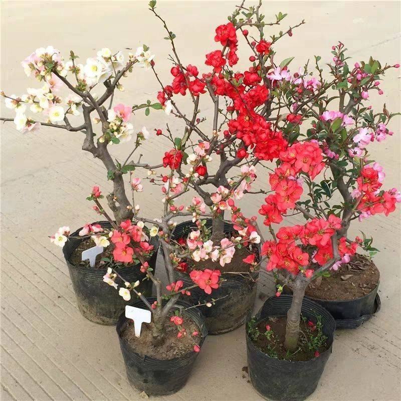 铁杆海棠苗盆栽花卉庭院植物日本海棠花苗大红花海棠贴梗海棠