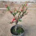 铁杆海棠苗盆栽花卉庭院植物日本海棠花苗大红花海棠贴梗海棠