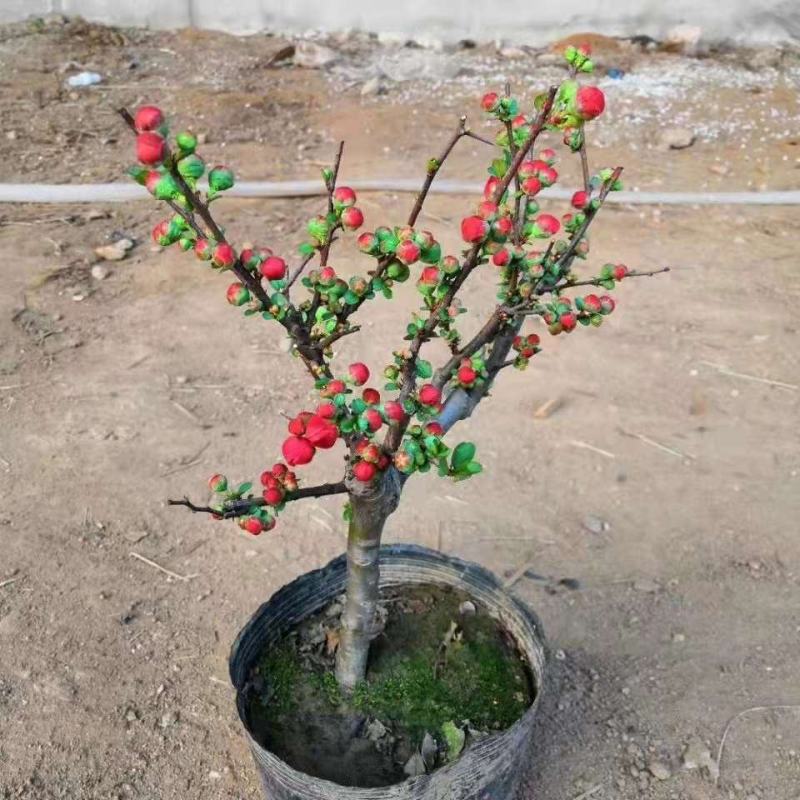 铁杆海棠苗盆栽花卉庭院植物日本海棠花苗大红花海棠贴梗海棠