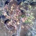 铁杆海棠苗盆栽花卉庭院植物日本海棠花苗大红花海棠贴梗海棠