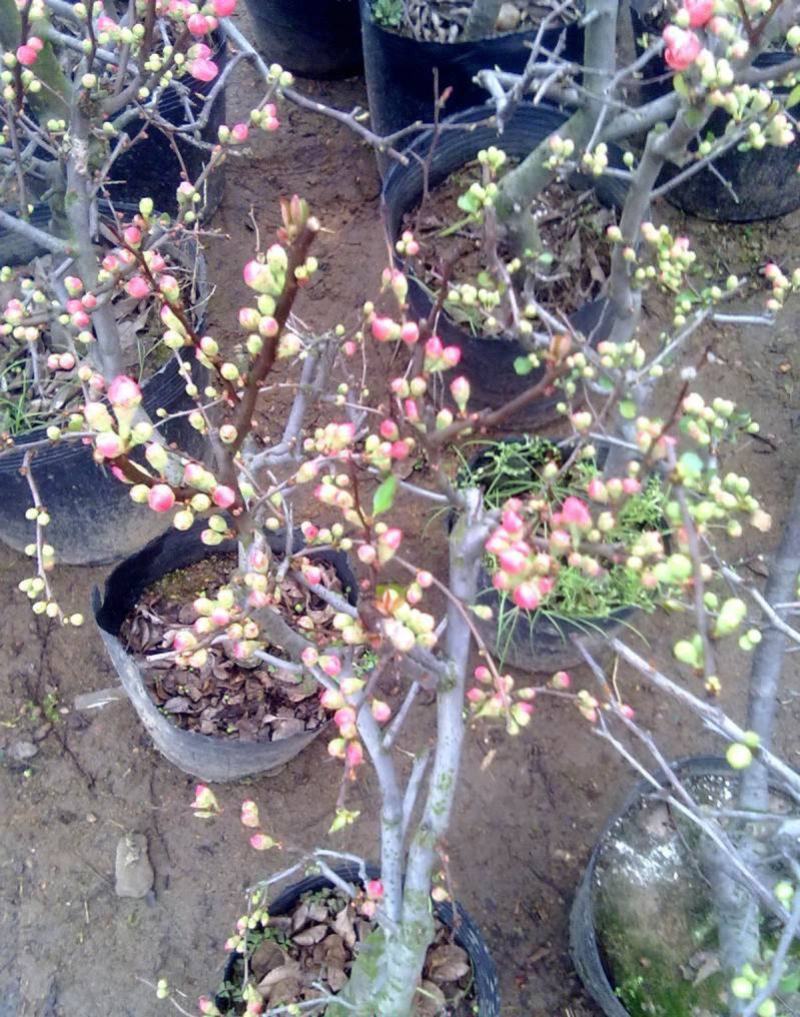 铁杆海棠苗盆栽花卉庭院植物日本海棠花苗大红花海棠贴梗海棠