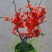 铁杆海棠苗盆栽花卉庭院植物日本海棠花苗大红花海棠贴梗海棠
