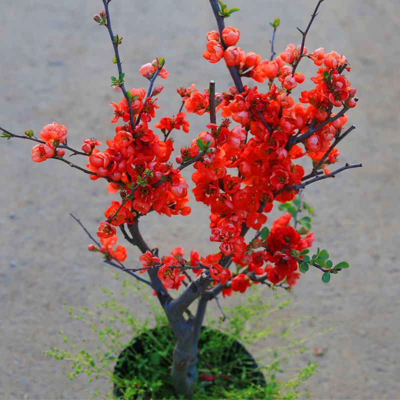 铁杆海棠苗盆栽花卉庭院植物日本海棠花苗大红花海棠贴梗海棠