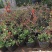 铁杆海棠苗盆栽花卉庭院植物日本海棠花苗大红花海棠贴梗海棠