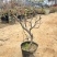 铁杆海棠苗盆栽花卉庭院植物日本海棠花苗大红花海棠贴梗海棠