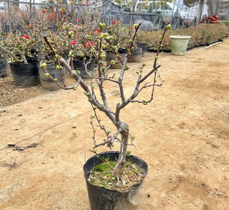 铁杆海棠苗盆栽花卉庭院植物日本海棠花苗大红花海棠贴梗海棠