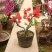 铁杆海棠苗盆栽花卉庭院植物日本海棠花苗大红花海棠贴梗海棠