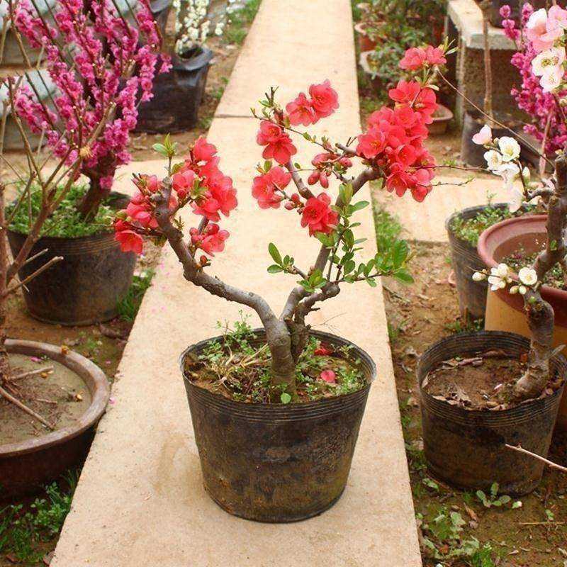 铁杆海棠苗盆栽花卉庭院植物日本海棠花苗大红花海棠贴梗海棠