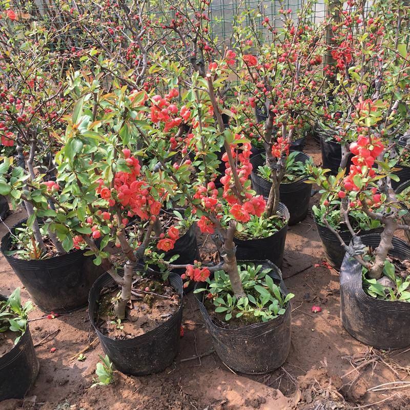 铁杆海棠苗盆栽花卉庭院植物日本海棠花苗大红花海棠贴梗海棠