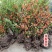铁杆海棠苗盆栽花卉庭院植物日本海棠花苗大红花海棠贴梗海棠