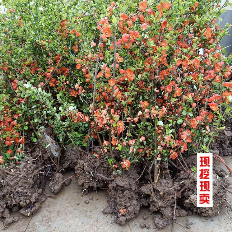 铁杆海棠苗盆栽花卉庭院植物日本海棠花苗大红花海棠贴梗海棠