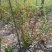 铁杆海棠苗盆栽花卉庭院植物日本海棠花苗大红花海棠贴梗海棠