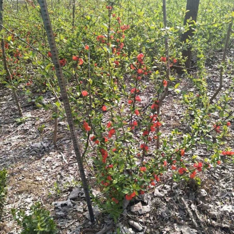 铁杆海棠苗盆栽花卉庭院植物日本海棠花苗大红花海棠贴梗海棠