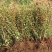 铁杆海棠苗盆栽花卉庭院植物日本海棠花苗大红花海棠贴梗海棠