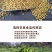 贵州特产农家自种懒豆米饭豆米巴山豆竹豆小豆米五谷2斤装
