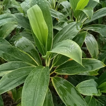青朱蕉红朱蕉富贵竹，海南基地常年直批，保质保量，量大从优