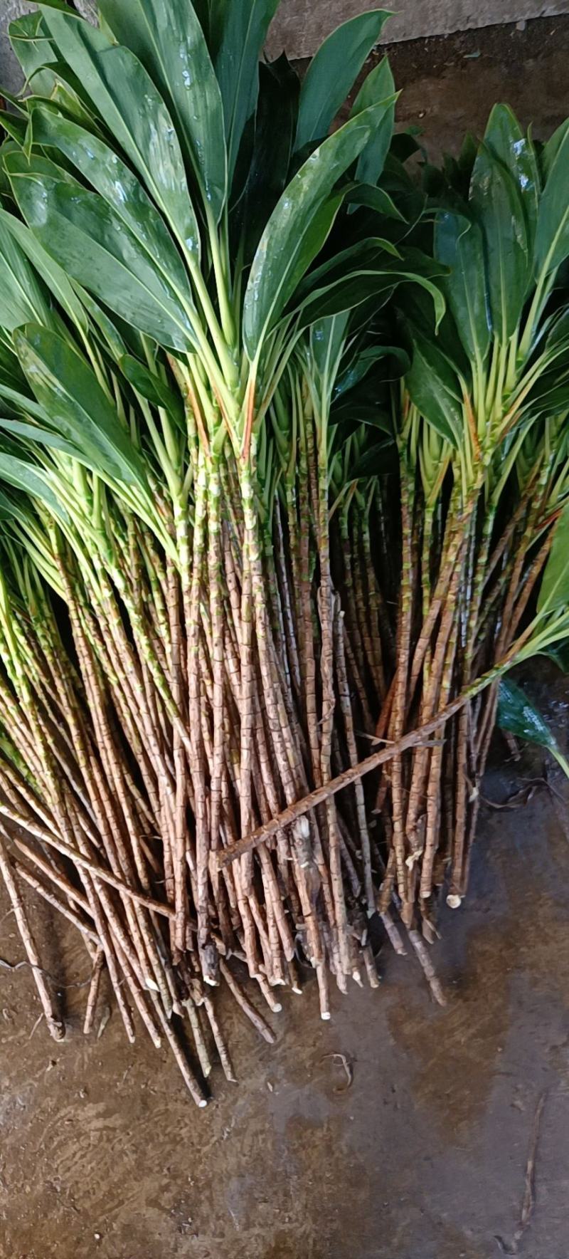 青朱蕉红朱蕉富贵竹，海南基地常年直批，保质保量，量大从优