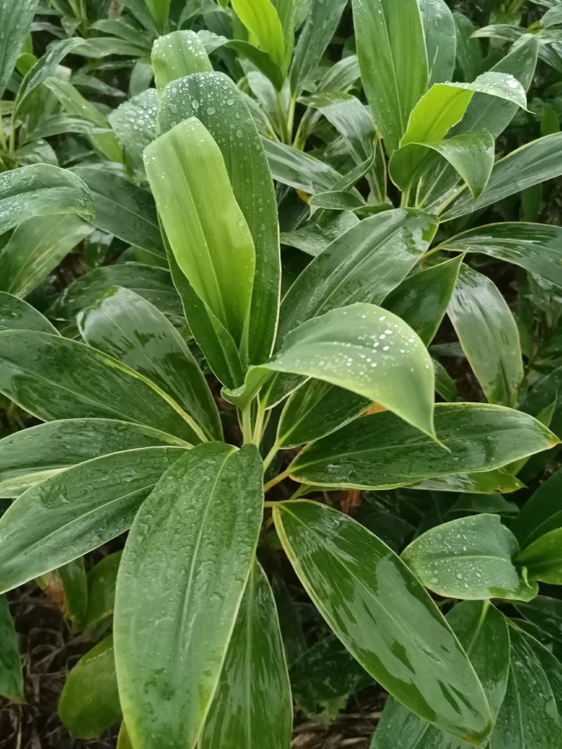 青朱蕉红朱蕉富贵竹，海南基地常年直批，保质保量，量大从优