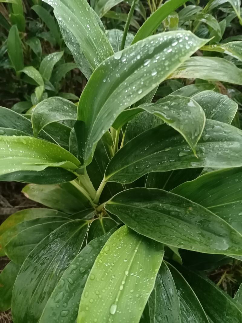 青朱蕉红朱蕉富贵竹，海南基地常年直批，保质保量，量大从优