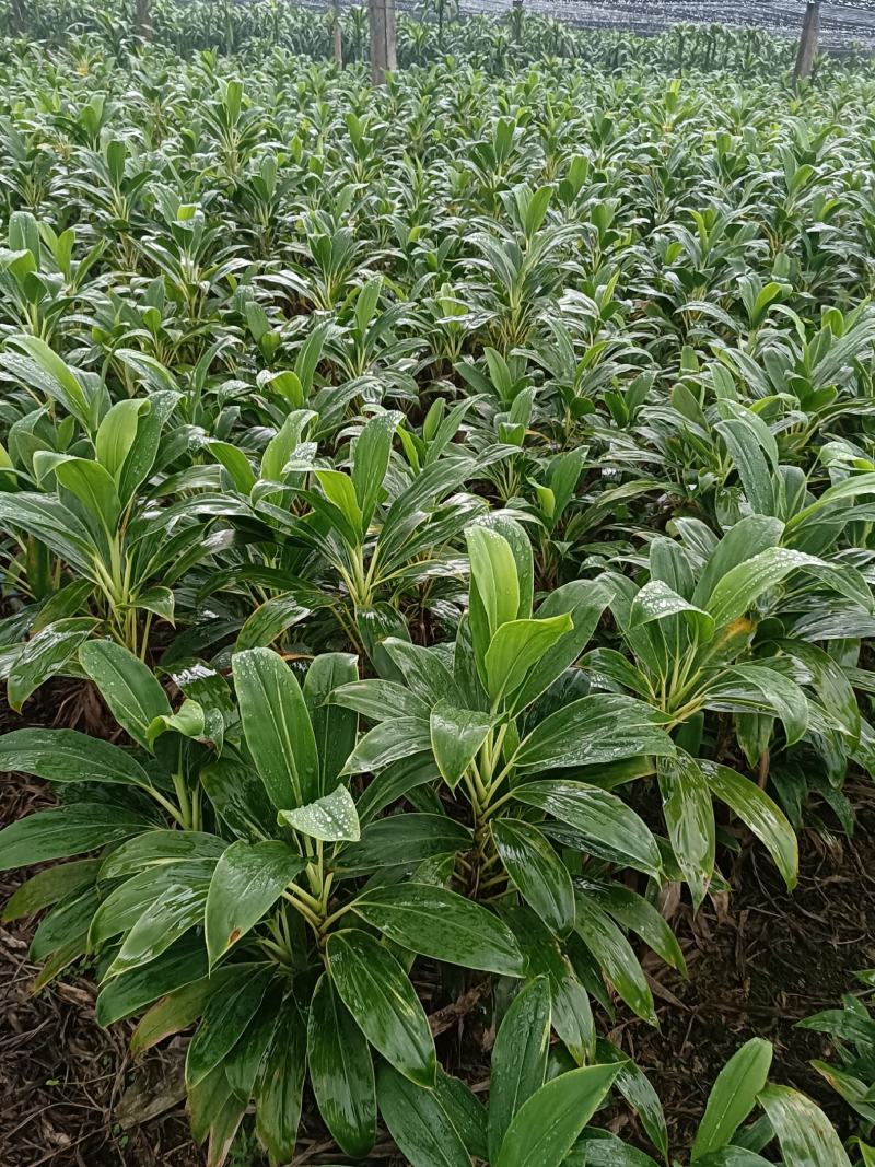 青朱蕉红朱蕉富贵竹，海南基地常年直批，保质保量，量大从优