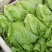 【生菜】优质意大利生菜常年供应一手货源欢迎咨询