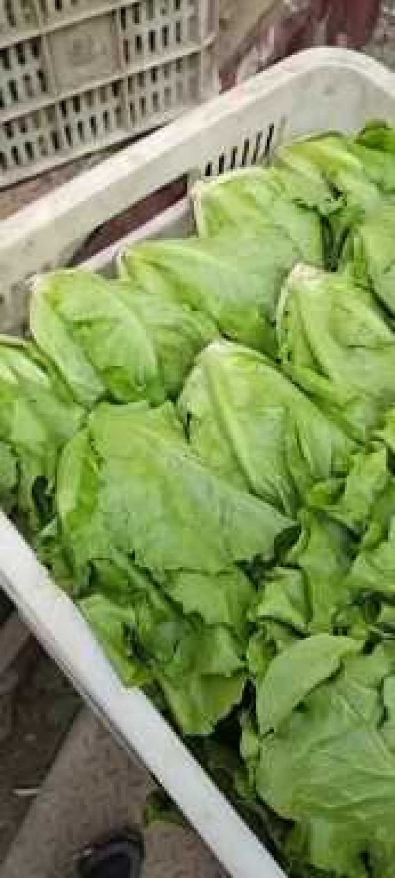 【生菜】优质意大利生菜常年供应一手货源欢迎咨询