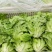 【生菜】优质意大利生菜常年供应一手货源欢迎咨询