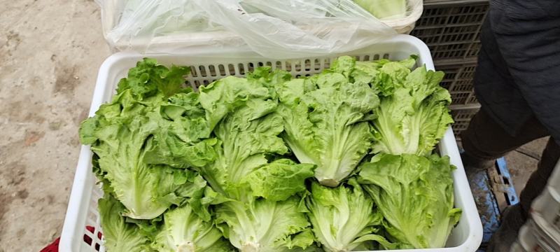 【生菜】优质意大利生菜常年供应一手货源欢迎咨询