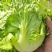 【生菜】优质意大利生菜常年供应一手货源欢迎咨询