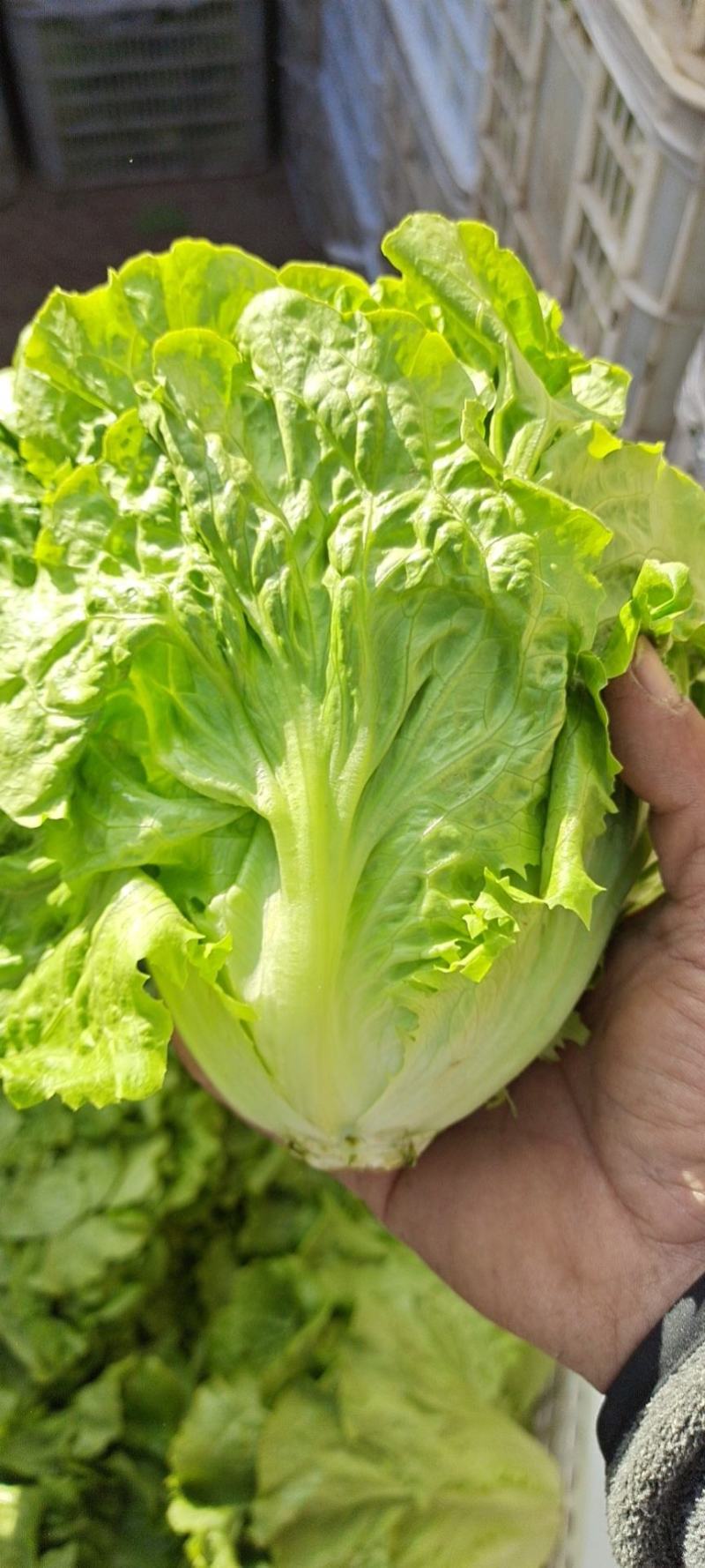 【生菜】优质意大利生菜常年供应一手货源欢迎咨询
