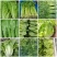 【生菜】优质意大利生菜常年供应一手货源欢迎咨询