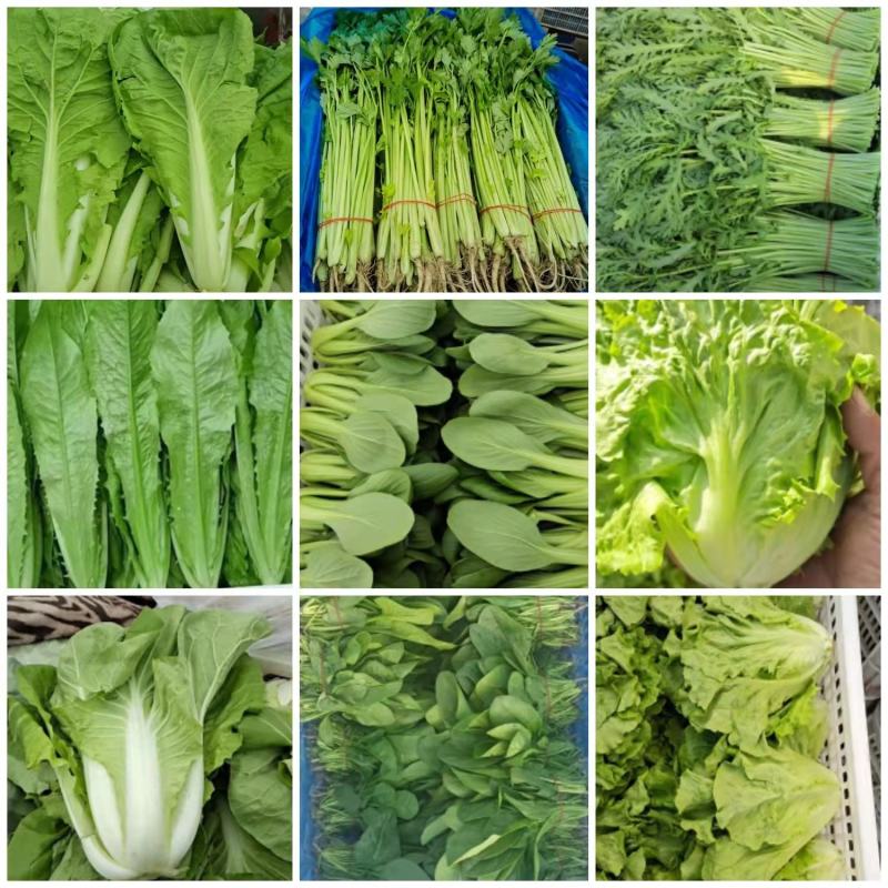 【生菜】优质意大利生菜常年供应一手货源欢迎咨询