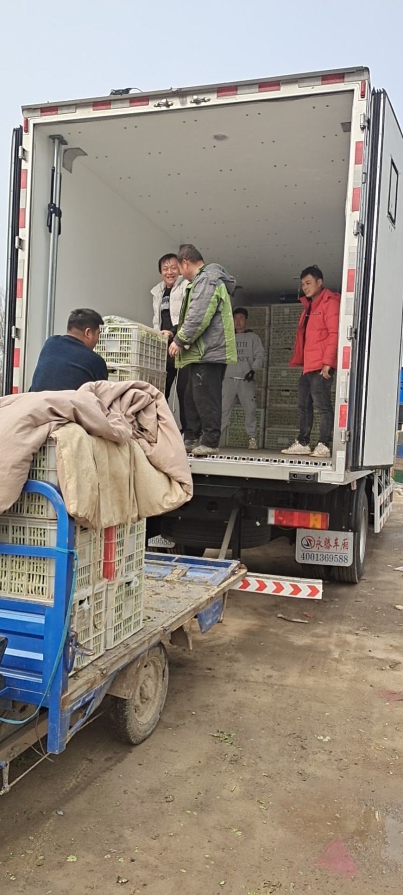 【生菜】优质意大利生菜常年供应一手货源欢迎咨询