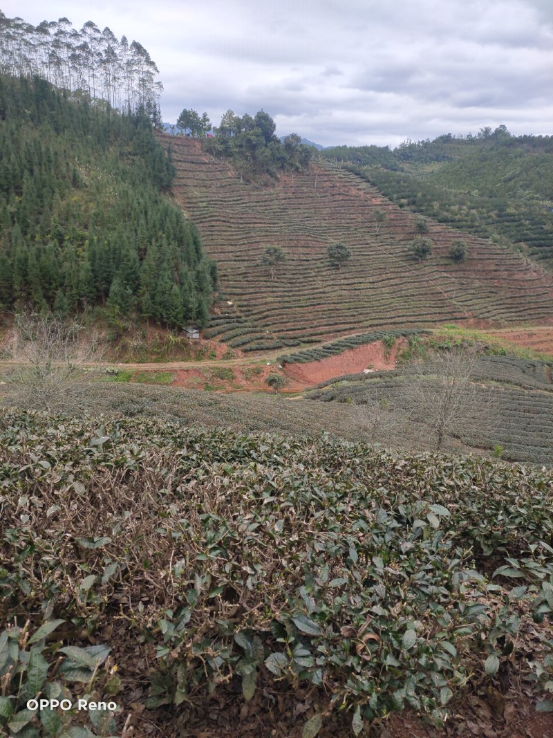 雲极岚荘普洱生态茶绿茶红茶碧螺春大树茶古树茶