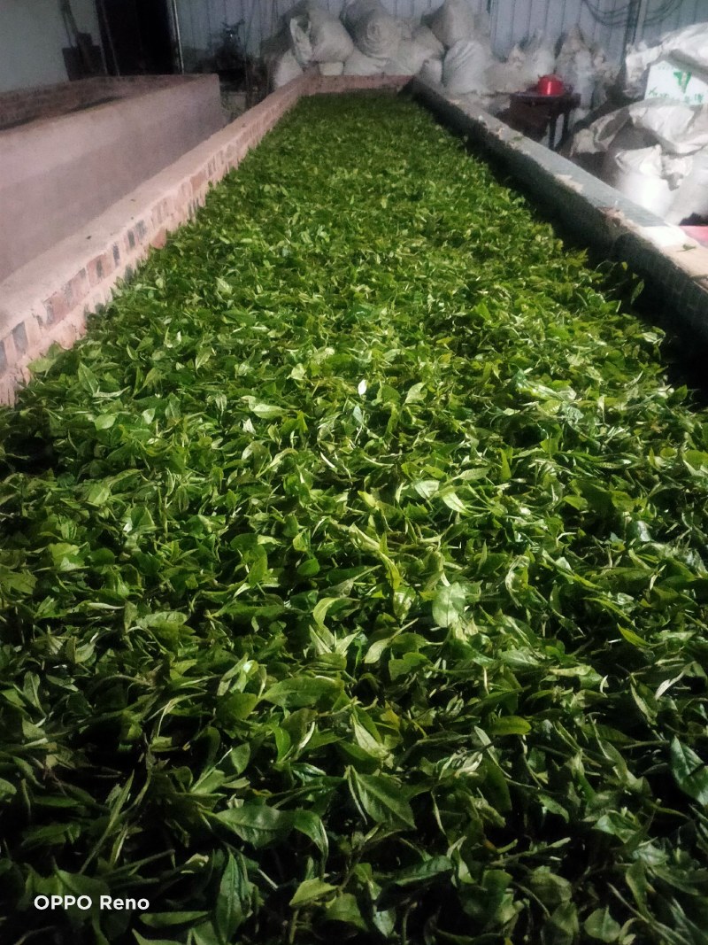 雲极岚荘普洱生态茶绿茶红茶碧螺春大树茶古树茶