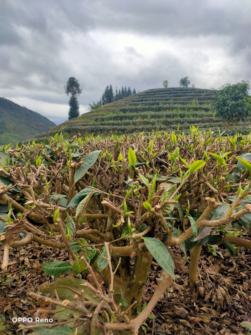 雲极岚荘普洱生态茶绿茶红茶碧螺春大树茶古树茶