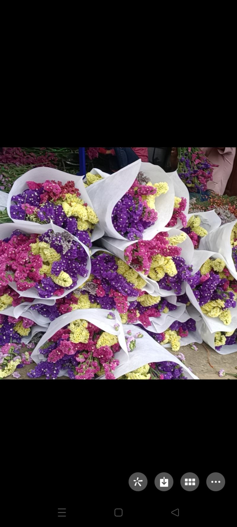 勿忘我鲜花云南基地直销，颜色齐全，保质保量