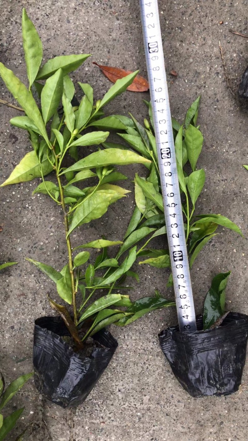 郫都区双色茉莉花，变色茉莉价格低，鸳鸯茉莉，双色茉莉价格