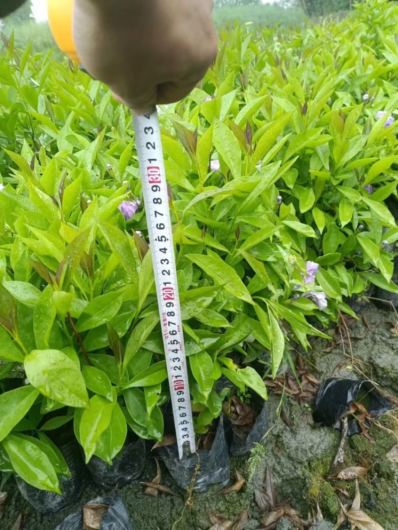 郫都区双色茉莉花，变色茉莉价格低，鸳鸯茉莉，双色茉莉价格