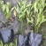 郫都区双色茉莉花，变色茉莉价格低，鸳鸯茉莉，双色茉莉价格
